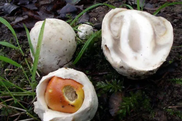 Setkonoska mushroom: photo and description