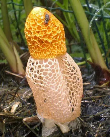 Setkonoska mushroom: photo and description