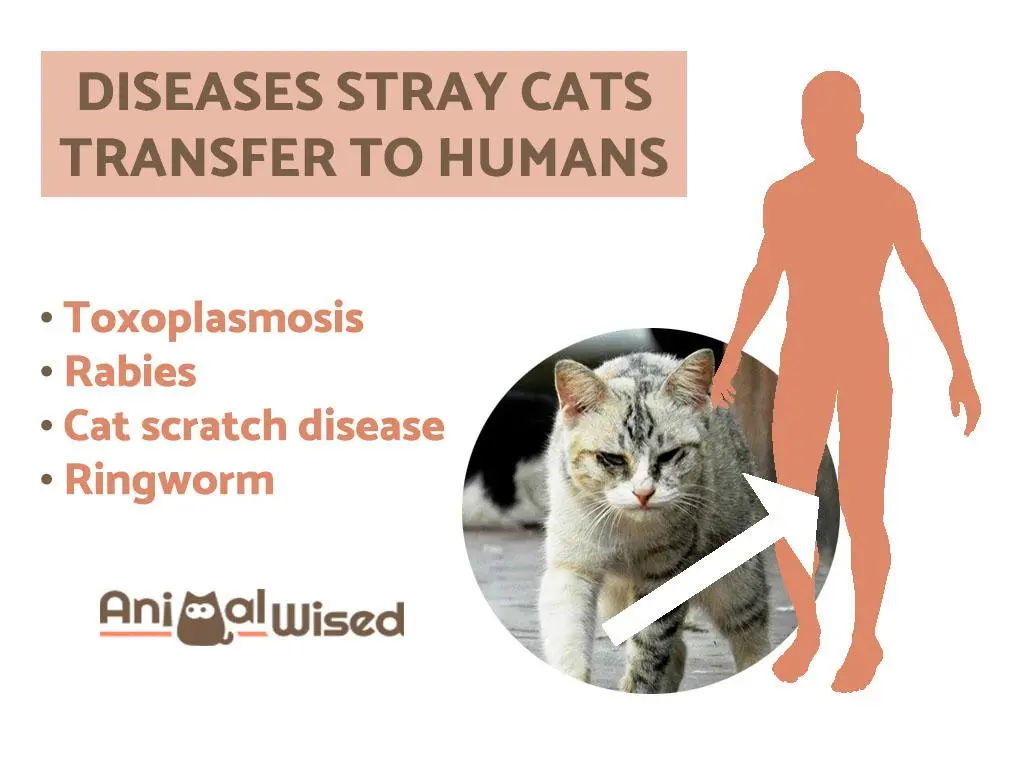 Seven diseases that we can catch from cats