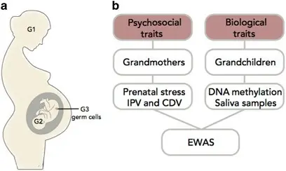 Severe stress during pregnancy takes a toll on the baby&#8217;s genes