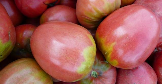 Sevryuga tomato: variety description, photos, reviews