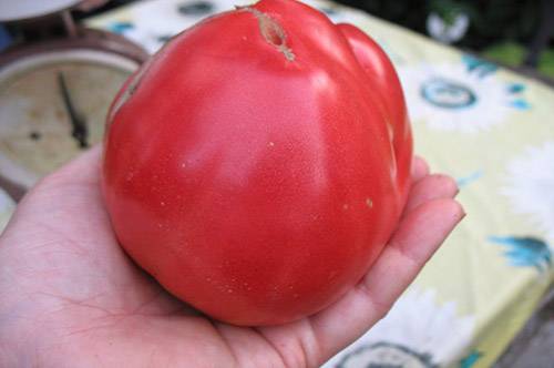 Sevryuga tomato: variety description, photos, reviews