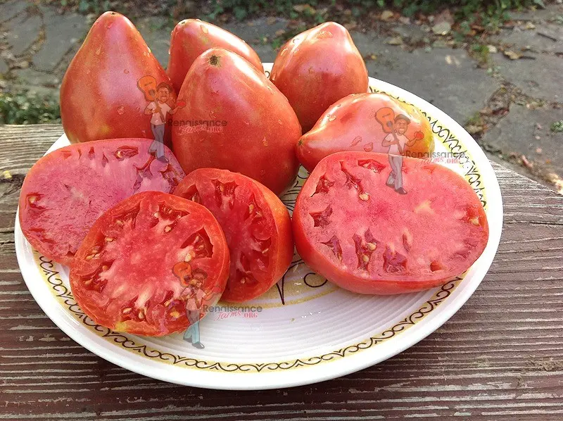 Sevryuga tomato: variety description, photos, reviews