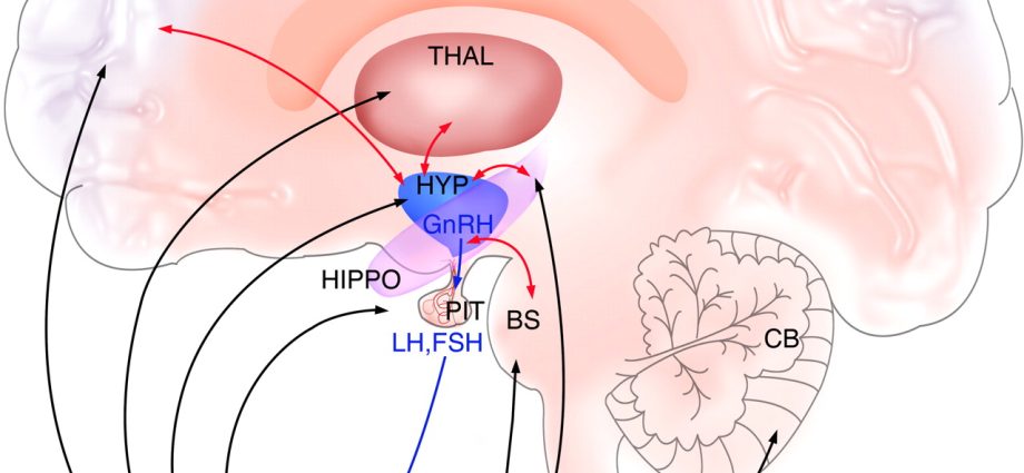 Sex hormones rejuvenate the brain