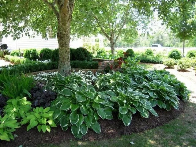 Shade annuals that bloom all summer