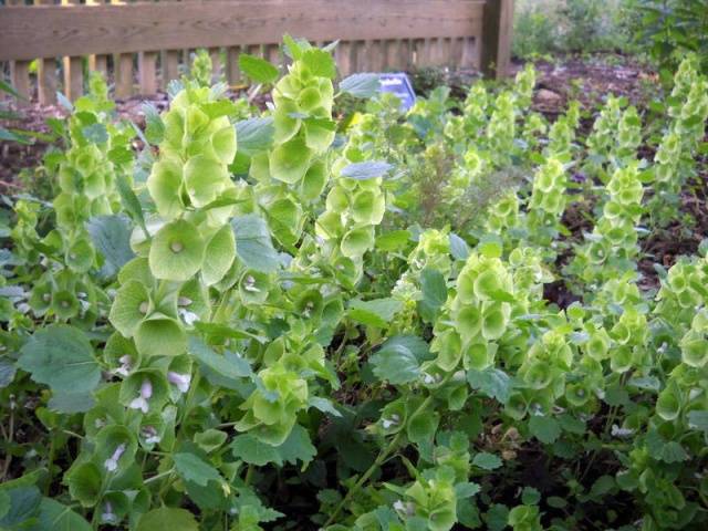 Shade annuals that bloom all summer