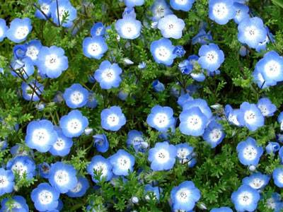 Shade annuals that bloom all summer