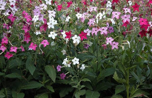 Shade annuals that bloom all summer