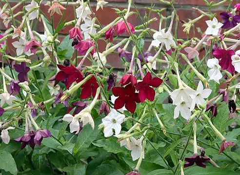 Shade annuals that bloom all summer