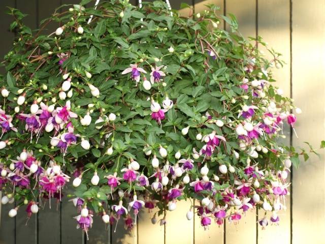 Shade annuals that bloom all summer