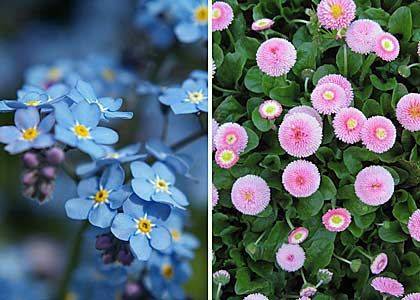 Shade annuals that bloom all summer