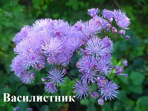 Shade annuals that bloom all summer