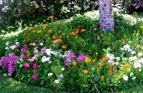 Shade annuals that bloom all summer