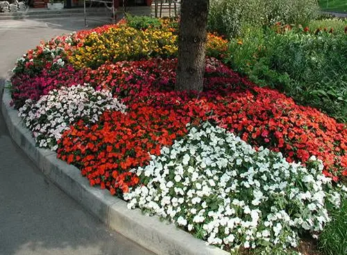 Shade annuals that bloom all summer