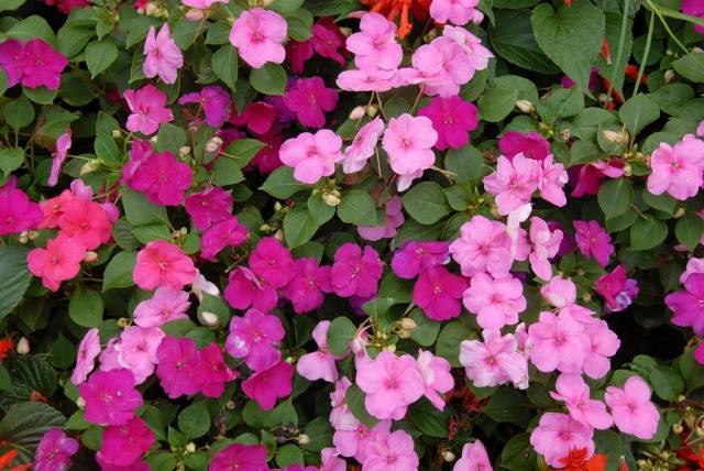 Shade annuals that bloom all summer