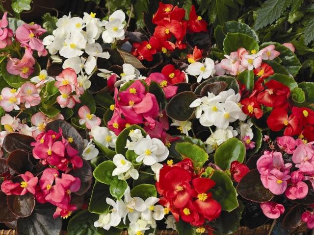 Shade annuals that bloom all summer