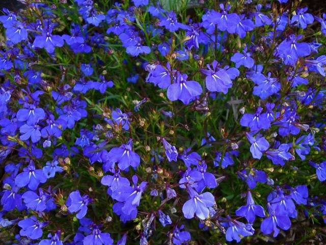 Shade annuals that bloom all summer