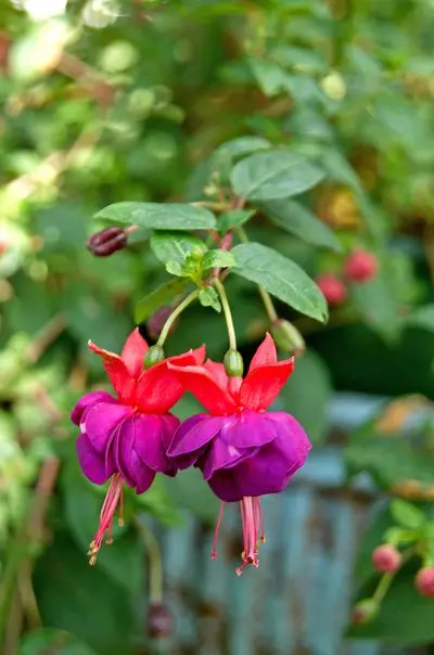 Shade annuals that bloom all summer