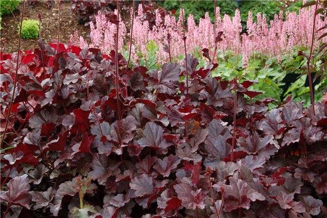 Shade-loving perennials that bloom all summer