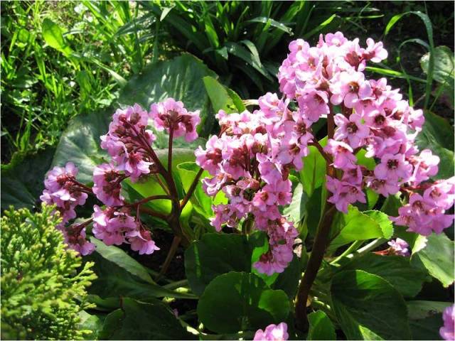 Shade-loving perennials that bloom all summer