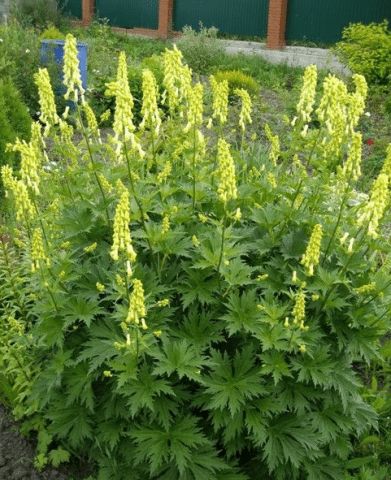 Shade-loving perennials that bloom all summer