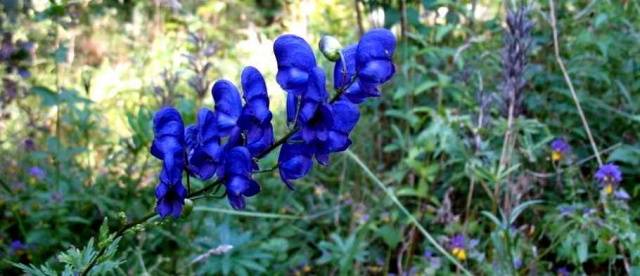 Shade-loving perennials that bloom all summer