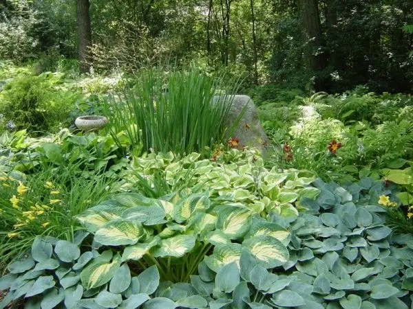 Shade-tolerant flowers for the garden: perennial beauties