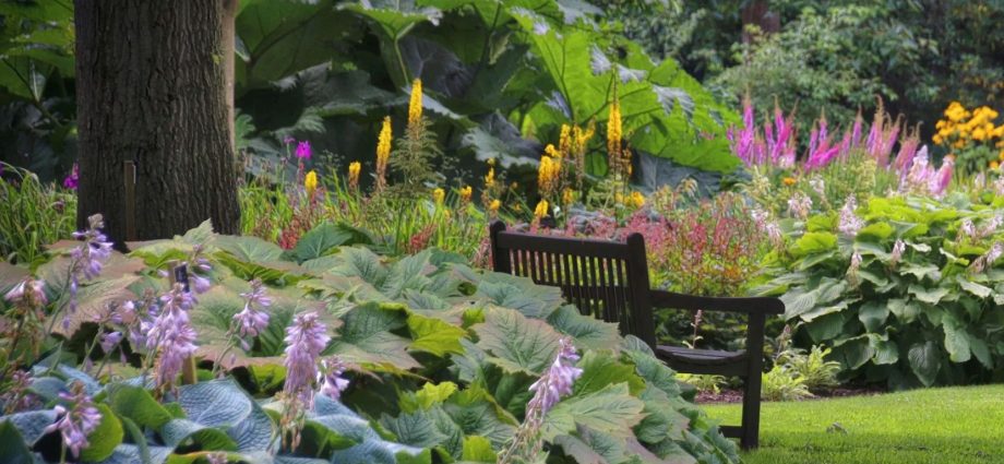 Shade-tolerant flowers for the garden: perennial beauties