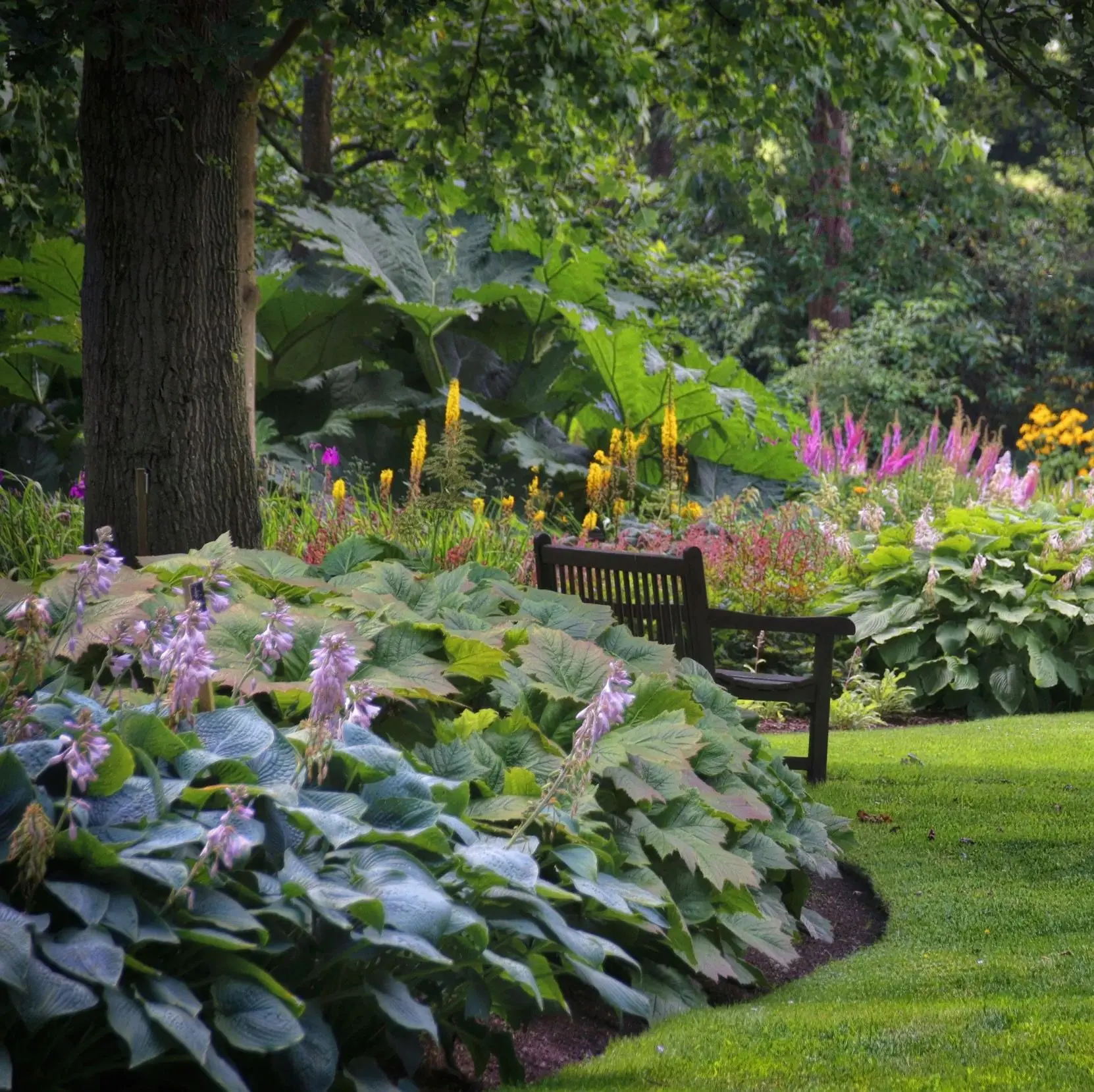 Shade-tolerant flowers for the garden: perennial beauties