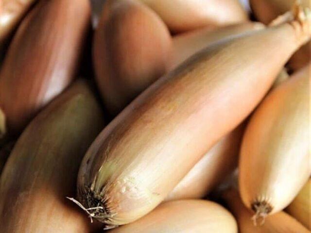 Shallot Banana Giant: description, cultivation from seeds, reviews