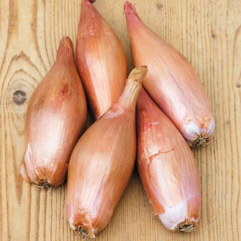 Shallot (family) Zebrun: variety description, photo