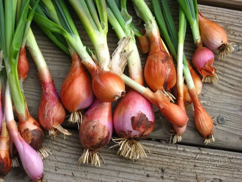 Shallots: agricultural technology, characteristics and features of the species