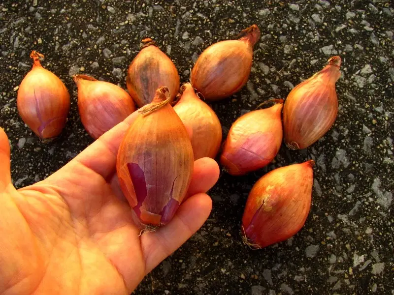 Shallots: agricultural technology, characteristics and features of the species