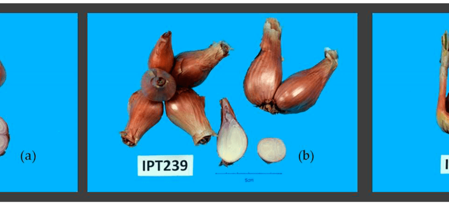 Shallots: agricultural technology, characteristics and features of the species