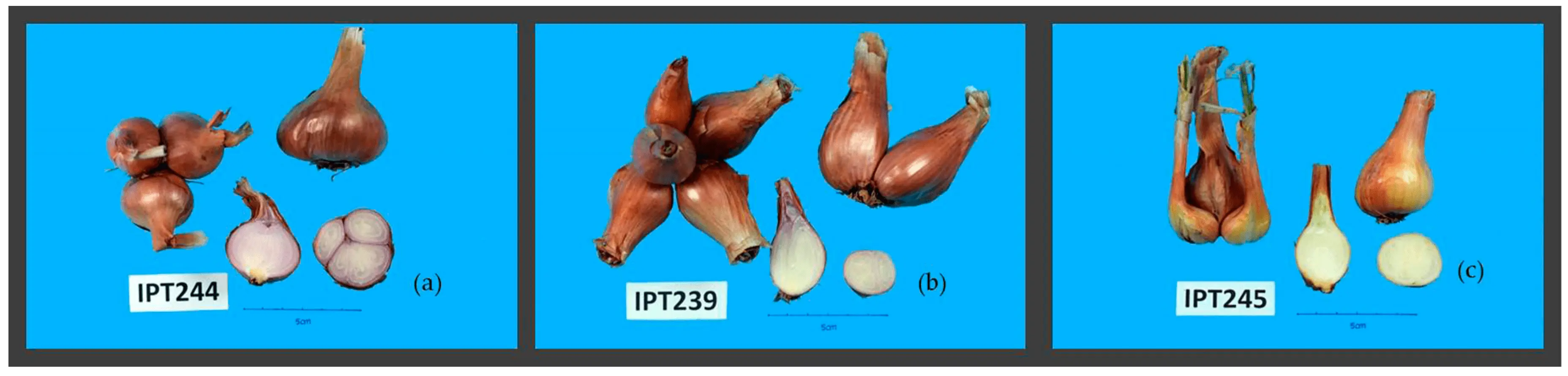 Shallots: agricultural technology, characteristics and features of the species