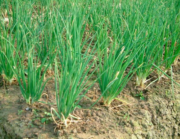 Shallots (family) Monastic: variety description, planting and care