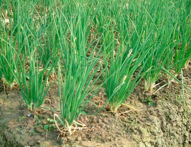 Shallots (family) Monastic: variety description, planting and care