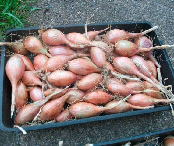 Shallots (family): what is it, how and when to plant, what it looks like, the best varieties