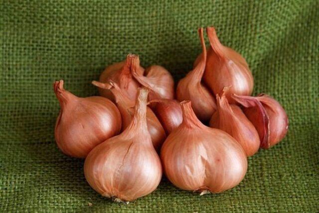 Shallots (family): what is it, how and when to plant, what it looks like, the best varieties