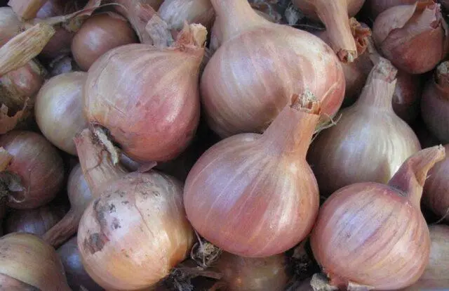 Shallots (family): what is it, how and when to plant, what it looks like, the best varieties