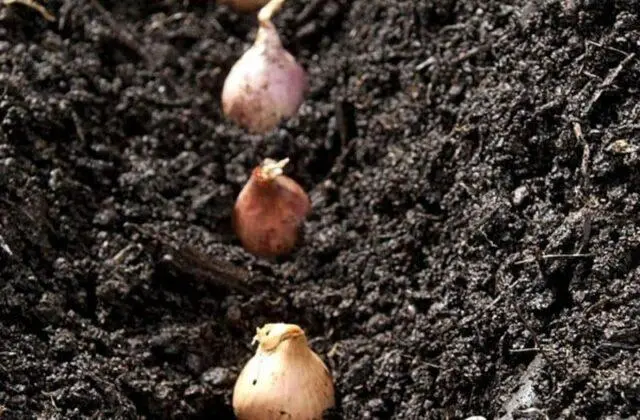 Shallots (family): what is it, how and when to plant, what it looks like, the best varieties