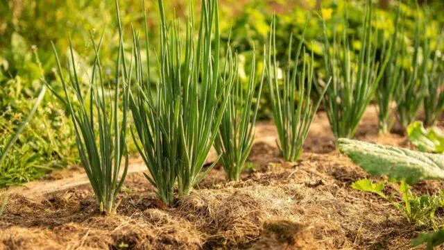 Shallots (family): what is it, how and when to plant, what it looks like, the best varieties