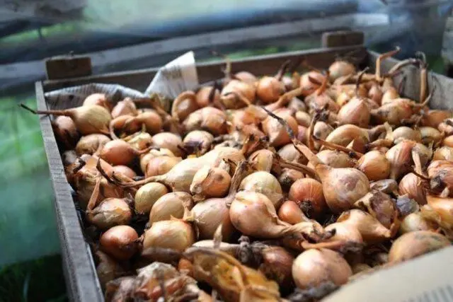 Shallots (family): what is it, how and when to plant, what it looks like, the best varieties