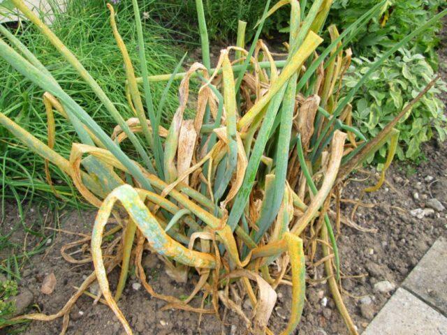 Shallots (family): what is it, how and when to plant, what it looks like, the best varieties