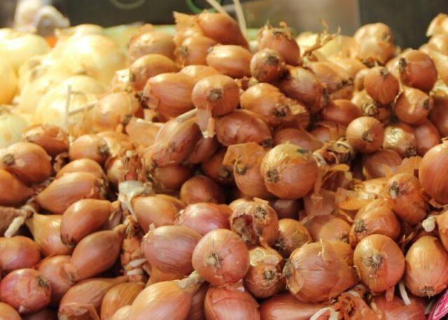 Shallots (family): what is it, how and when to plant, what it looks like, the best varieties