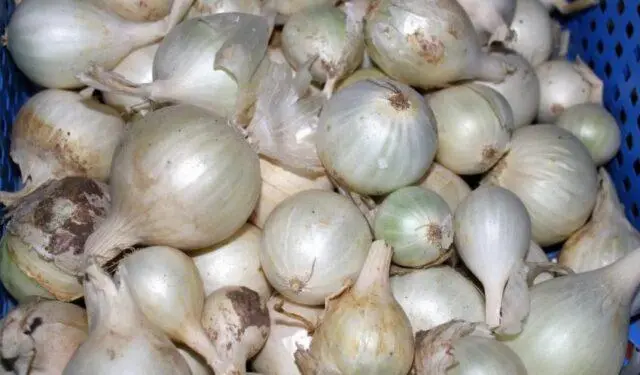 Shallots (family): what is it, how and when to plant, what it looks like, the best varieties