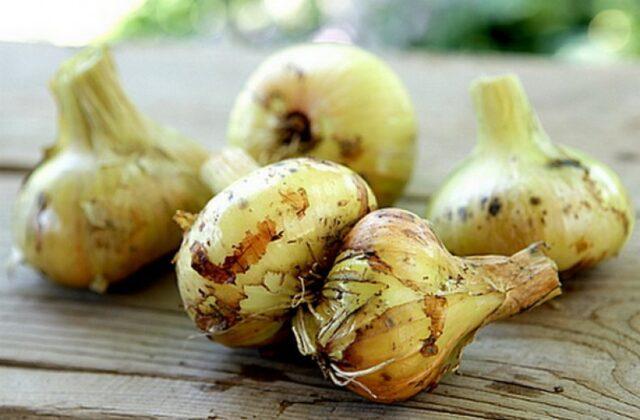 Shallots (family): what is it, how and when to plant, what it looks like, the best varieties