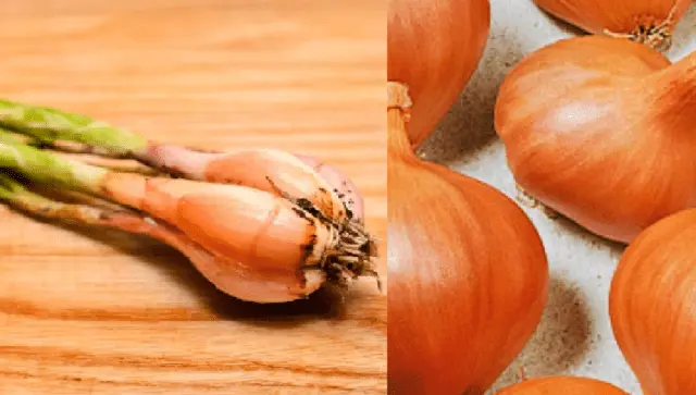 Shallots: how is it different from ordinary onions, photo