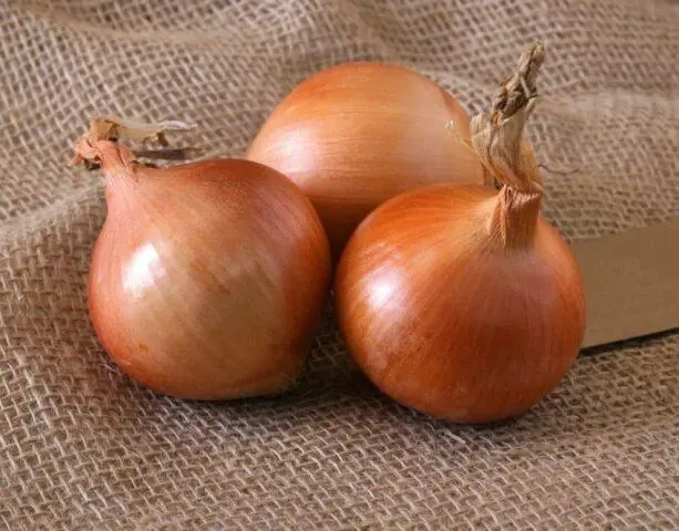 Shallots: how is it different from ordinary onions, photo