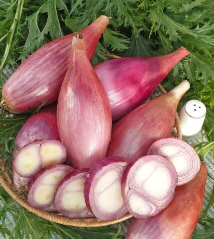 Shallots: how is it different from ordinary onions, photo